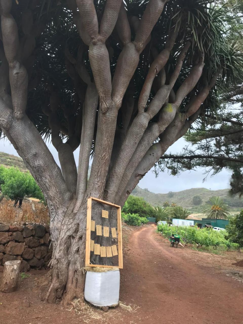 Finca El Vergel Rural Tegueste Екстер'єр фото