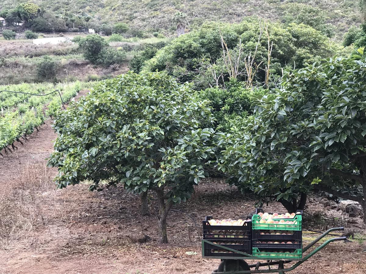 Finca El Vergel Rural Tegueste Екстер'єр фото